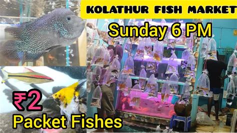 kolathur fish market online|Cheapest Color Fishes starts at ₹2 .
